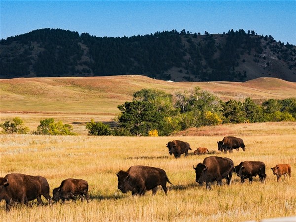 Buffalo Roundup